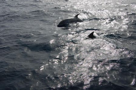 dauphins 3