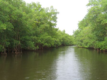 début mangrove