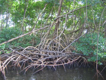 mangrove 1