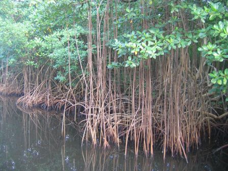 mangrove 2