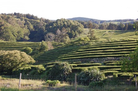 Sao Miguel - Les Açores - plantations de thé
