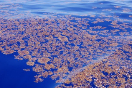 Traversée océan retour - Les algues