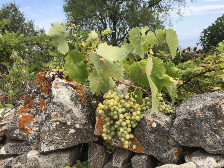 IMG_9780.jpg, juil. 2020